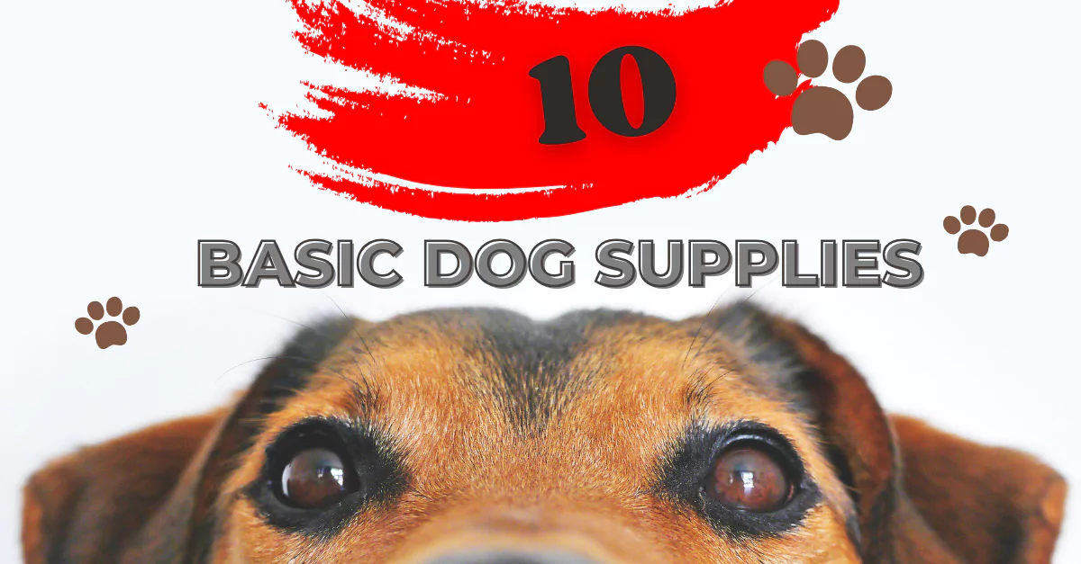 What Are Basic Dog Supplies India?
